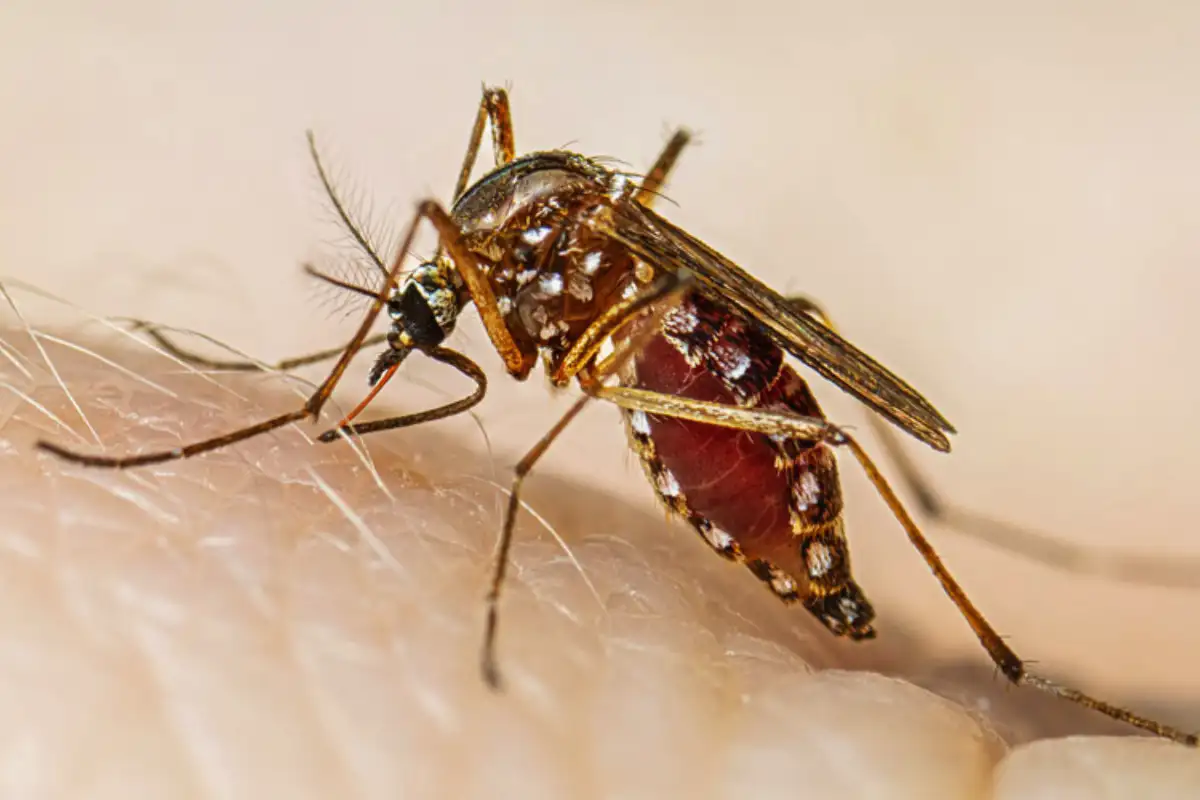 Dengue Cases Surge in Sindh — Health Authorities Issue Urgent Warning