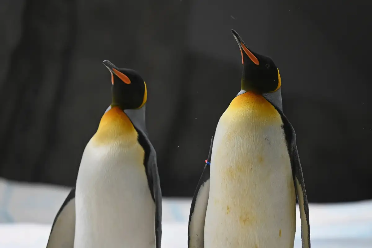 Is the San Diego Zoo Penguins Break-In Story Real or Fake?