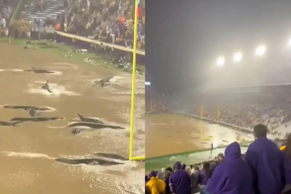 Is the LSU Alligators on Field Video Real? Viral Stadium Clip Finally Debunked