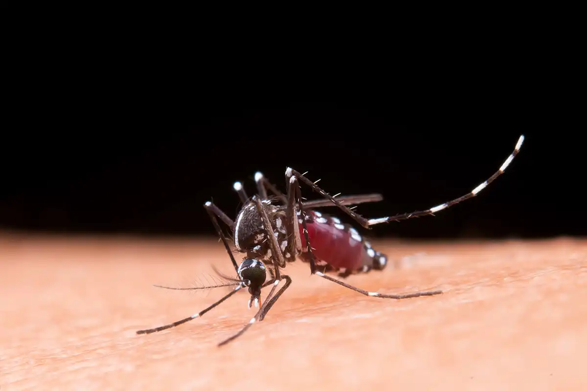 Sindh Dengue Death Toll Nears 40 as Minor Girl Dies in Hyderabad