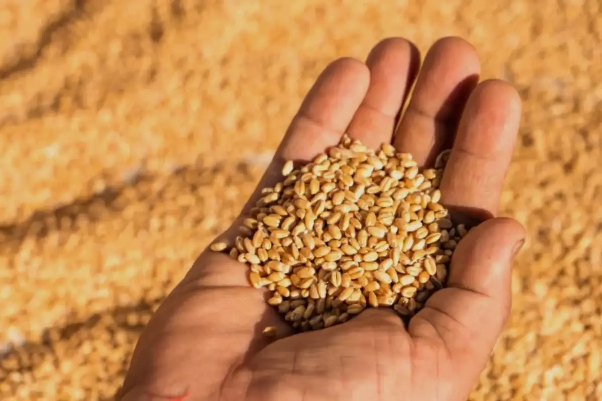 Wheat Prices in Pakistan Today, 10 December 2025 — City-wise Rates and Market Trends