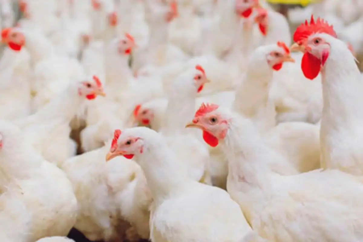 Chicken Meat Prices Drop