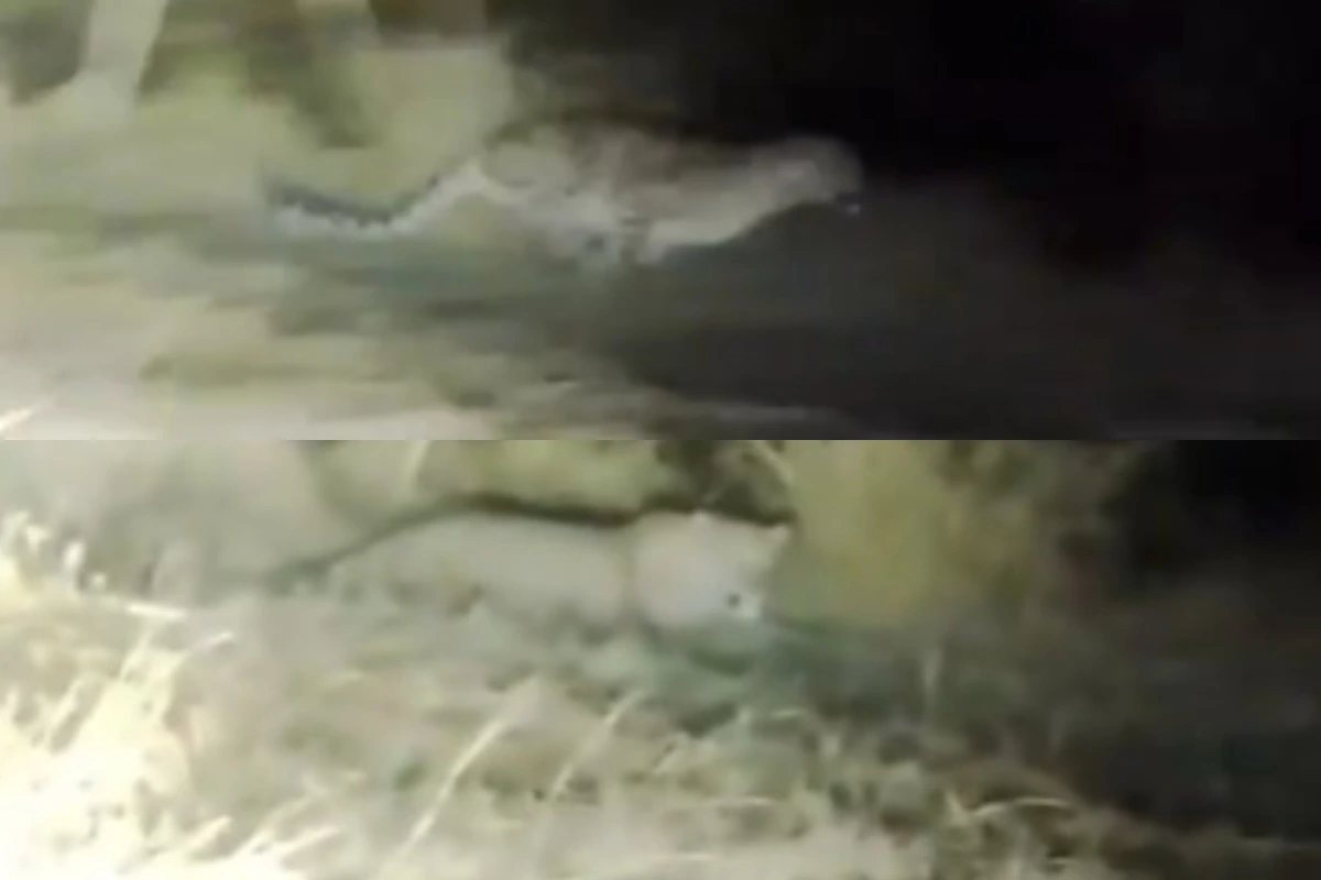 Leopard Spotted at International Islamic University – Watch Video