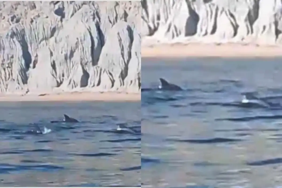 Dolphins Spotted in Gwadar Amid Noctiluca Bloom