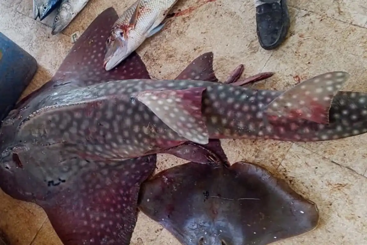 Endangered ‘Koh Baradari’ Guitarfish Caught in Gwadar Waters