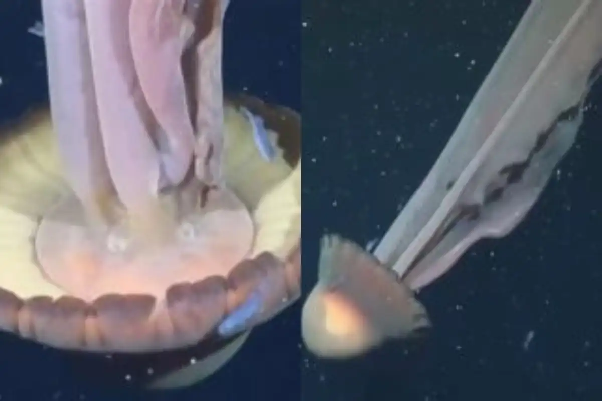 Giant Phantom Jellyfish Spotted off Argentina with 33-Foot Tentacles — Watch Video