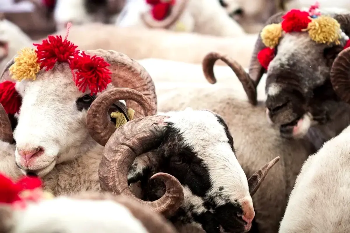 Eid ul Adha 2026 Date: Pakistan Likely to Get 5-Day Midweek Holidays