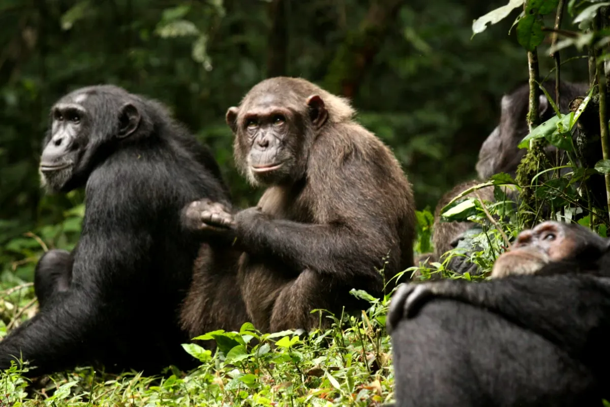 Chimpanzee ‘Civil War’ in Uganda After Group Split, Scientists Unsure Why
