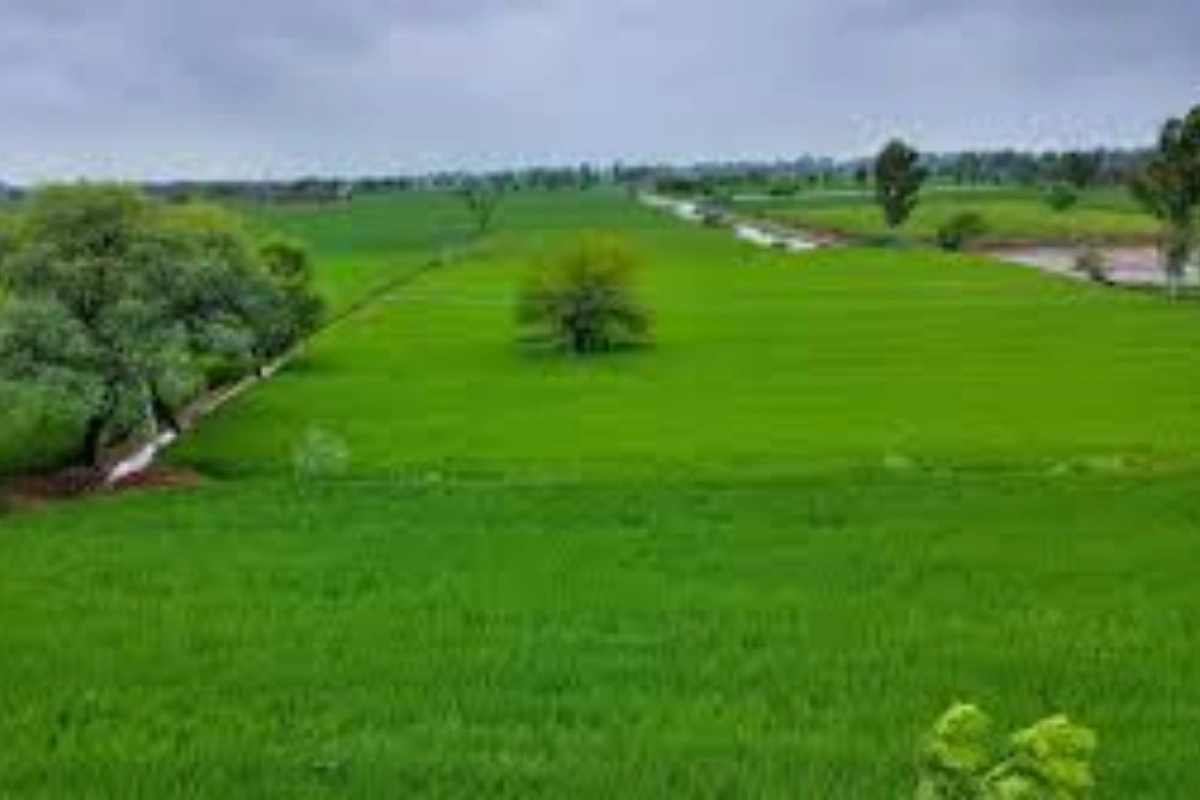 Barren Lands Turn Green Under Green Pakistan Initiative