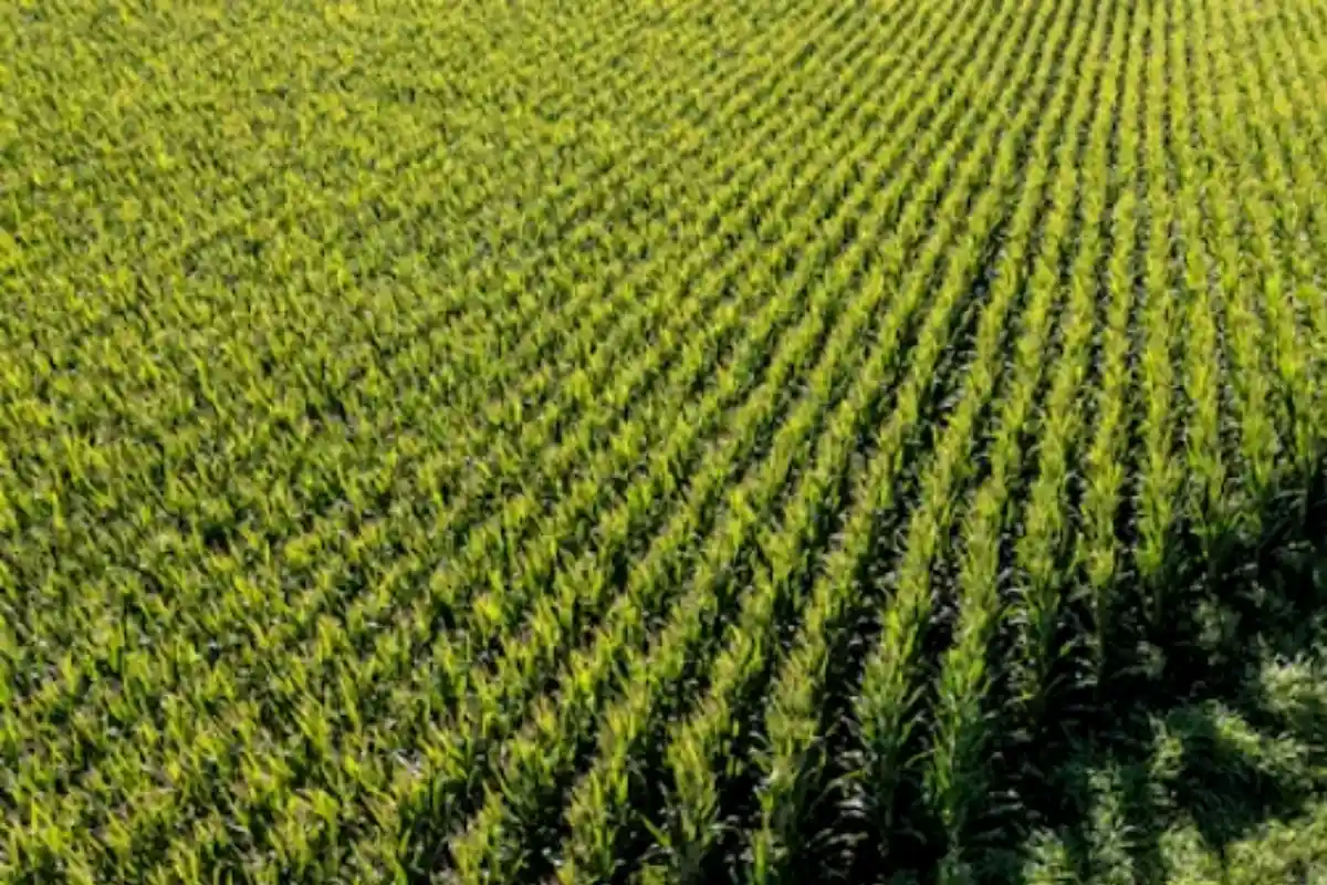 Punjab launches ‘Apna Khet Apna Rozgar’ scheme for landless farmers