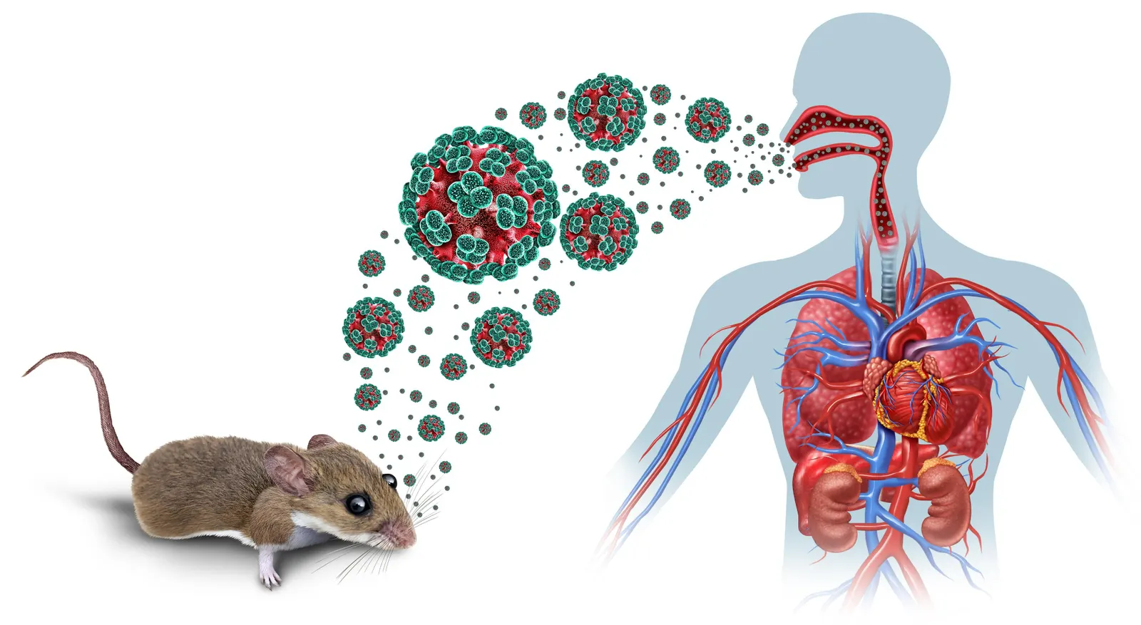 WHO Head Warns of Hanta Virus Widespread