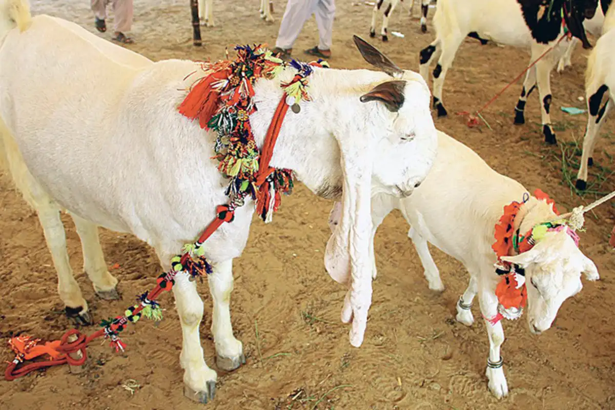 Qasai rates released in Karachi for Eidul Azha 2026