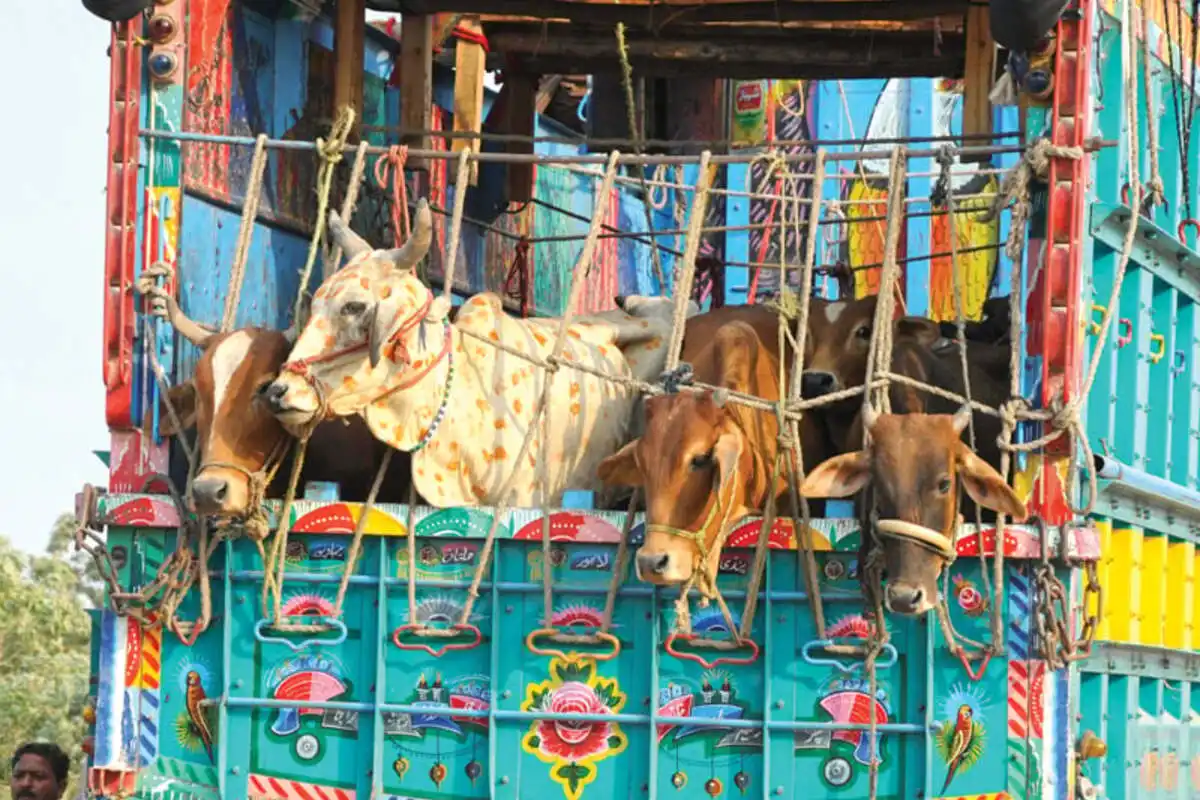 Mini Mazda, Goods Transport Fare Hike Adds to Eid al-Adha Burden