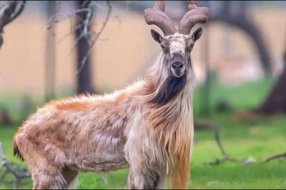 World Observes International Day of Markhor Today