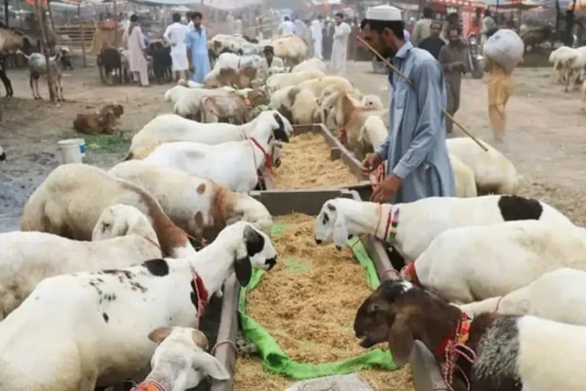 Punjab Government Imposes Section 144 Across Province for Eid-ul-Adha Cleanliness, Safety and Law & Order