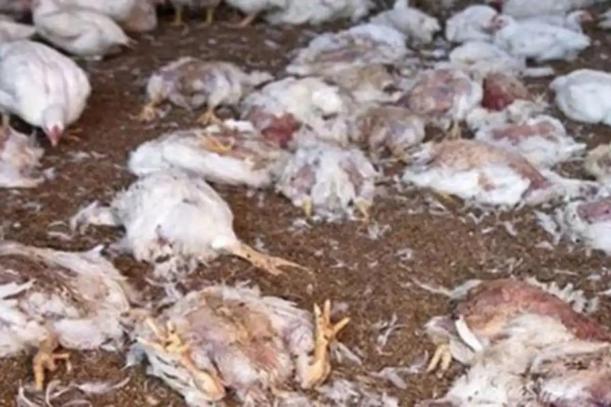 PFA Destroys 18,000 kg Animal Fat & 3,000 kg Dead Chickens in Major Lahore Crackdown — 3 Arrested