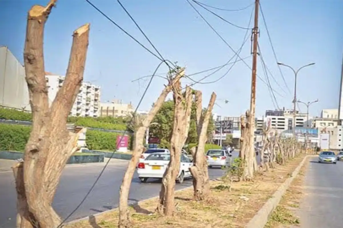 Three Arrested for Illegal Tree-Cutting Near Buffer Zone in Karachi’s Central District