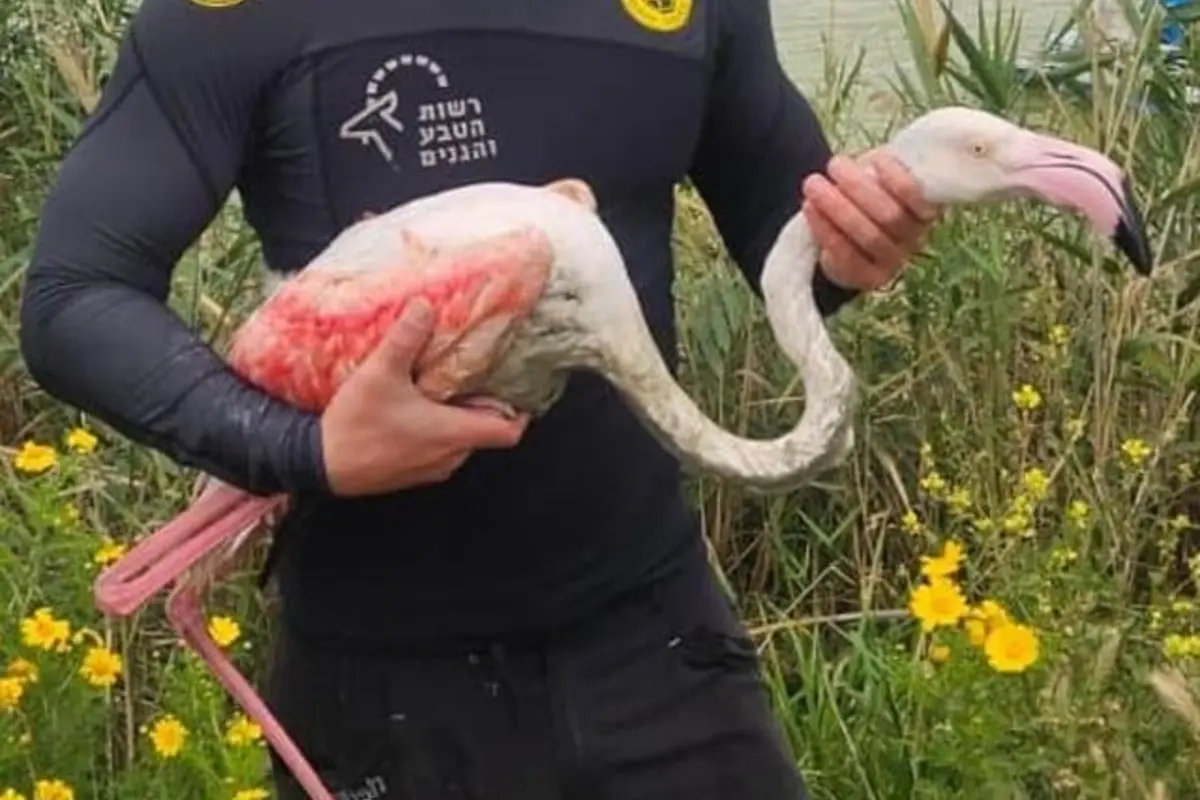 Wildlife Department Seizes 7 Flamingos in Karachi Operation, Suspects Escape