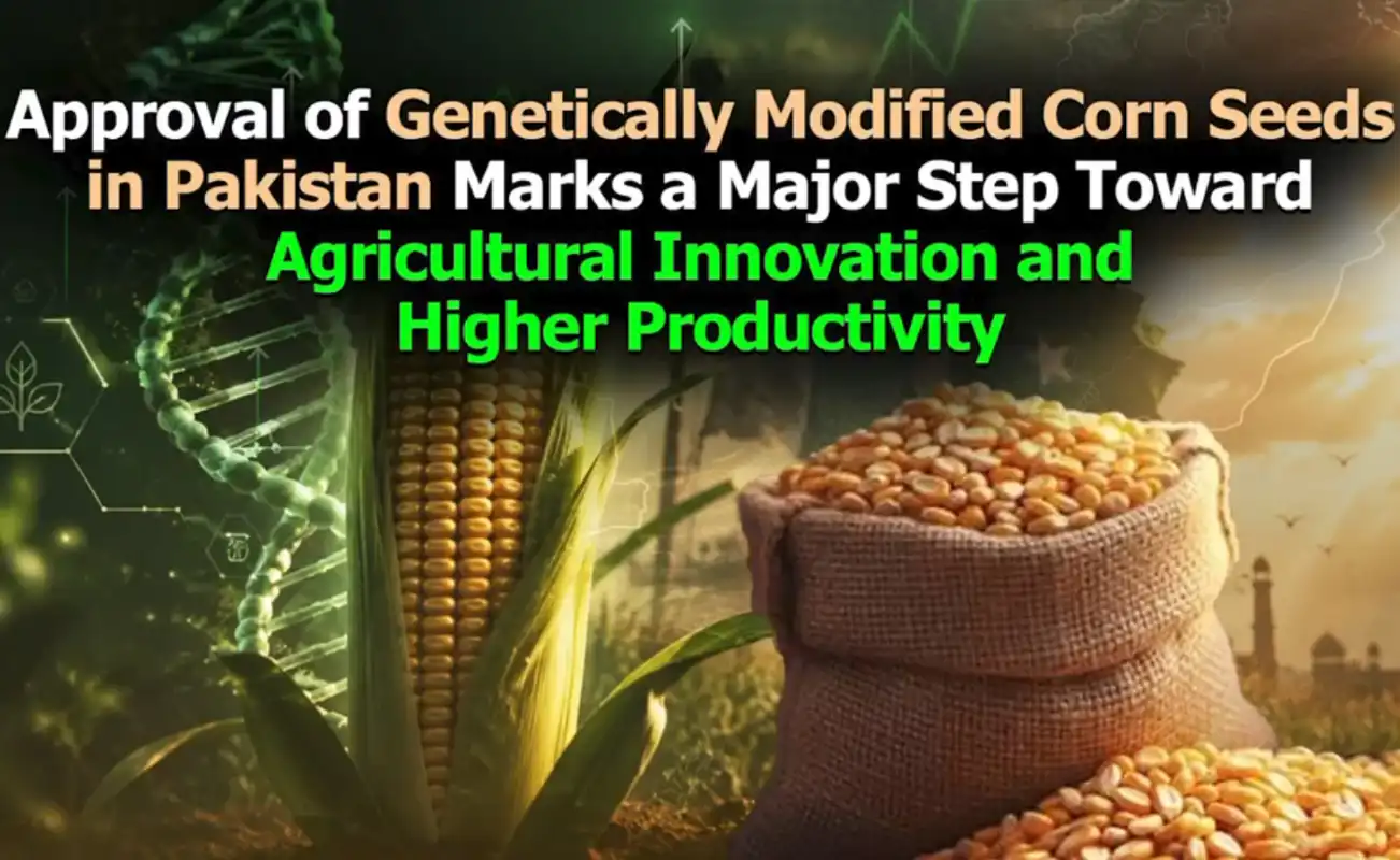 Pakistan Approves GM Corn Seeds, Boosting Agricultural Innovation