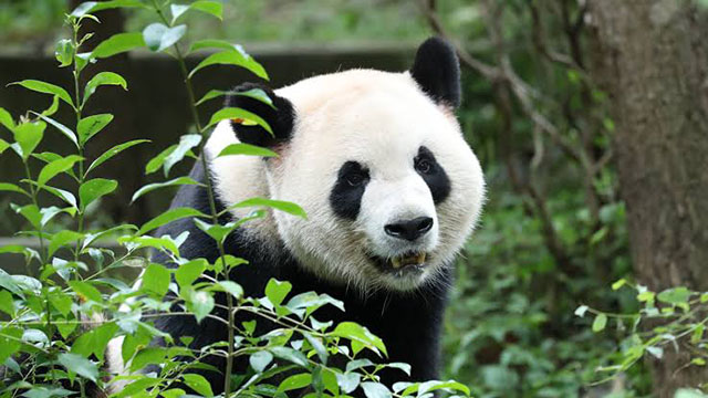 2 giant pandas arrive at Zoo Atlanta in a rare loan from China