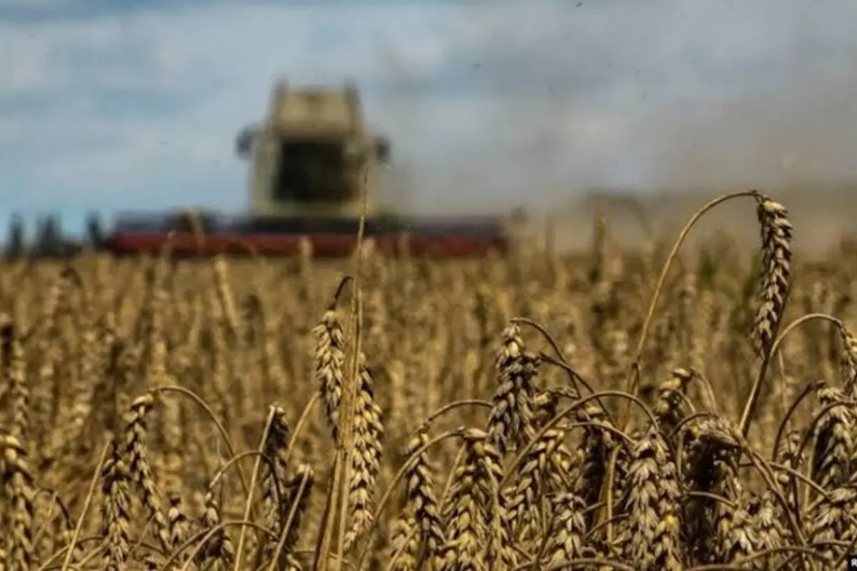 Iran Produces Record 14.1 Million Tons of Wheat Amid Severe Challenges