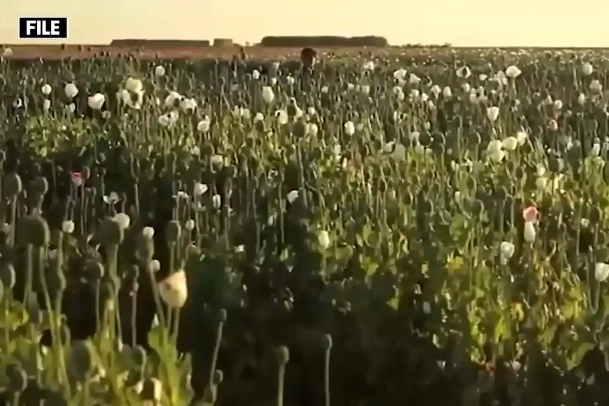 Afghanistan Under Taliban Rule Faces Growing Drug Smuggling and Terrorism Concerns
