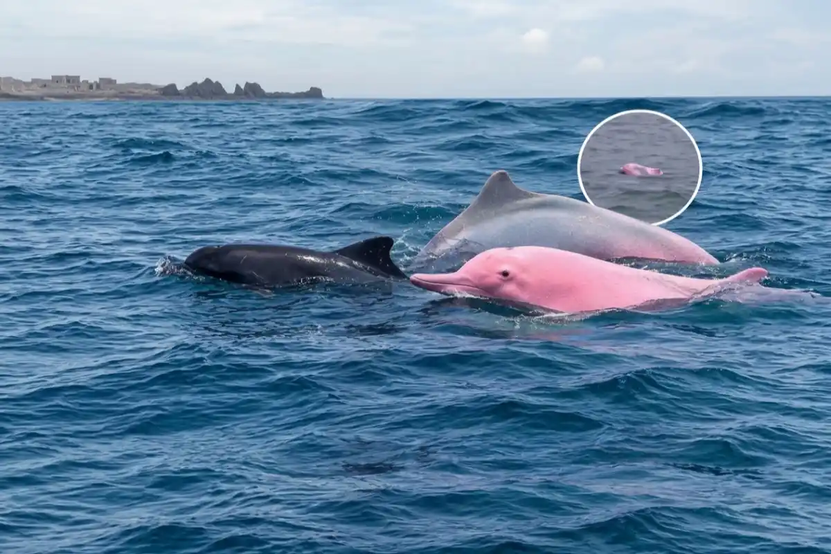 Rare Pink Dolphins Spotted Near Qantab Beach in Oman, Videos Go Viral