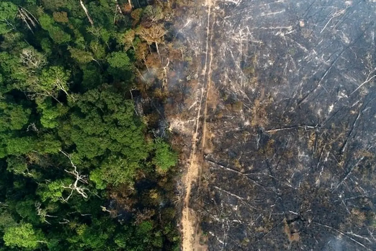 Brazil Reports Record-Low Deforestation in Amazon Ahead of Presidential Run-Off